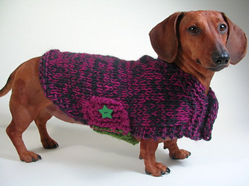 Garter Stitch Pup