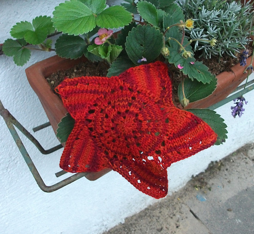 Christmas star
