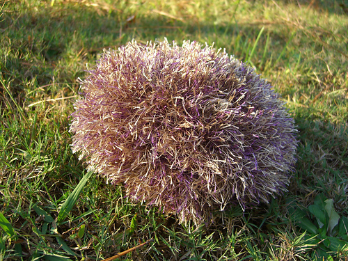 Ravelry: Fluffy Tribble pattern by Maid Mirawyn