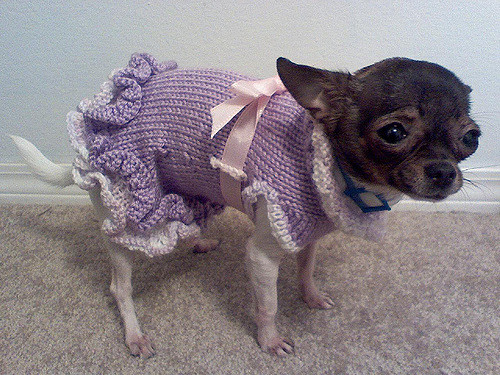 Ruffled A-Line Dog Sweater Dress