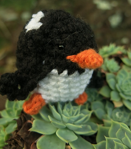 Fat Gentoo Penguin