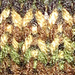 Warm Beer pattern 
