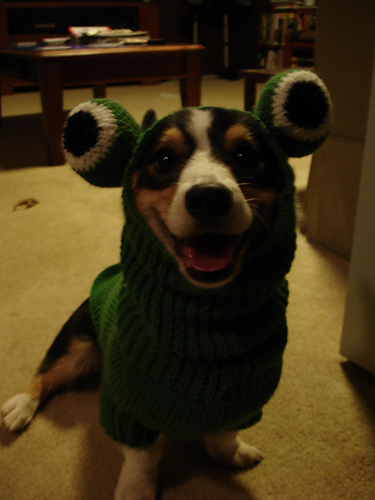 Froggy Fashion