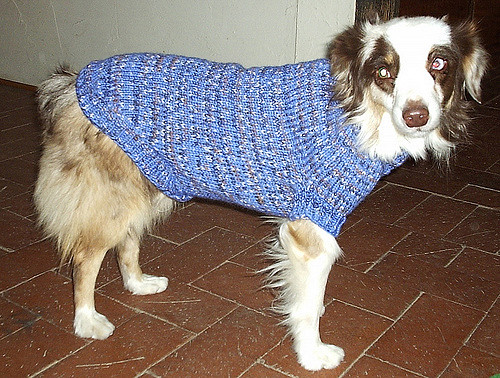 Cosmo's Coat