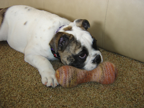 Puppy's Dumbell Toy
