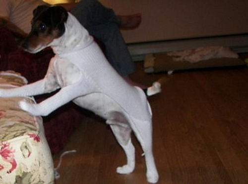 Doggie Snow Suit