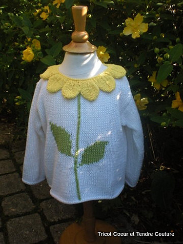 Pull marguerite