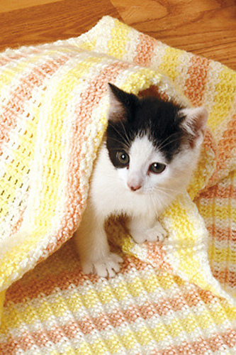 Mobius Pet Cave
