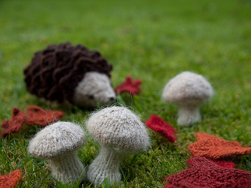 wee mushrooms