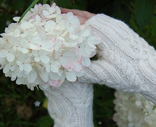 HYDRANGEA