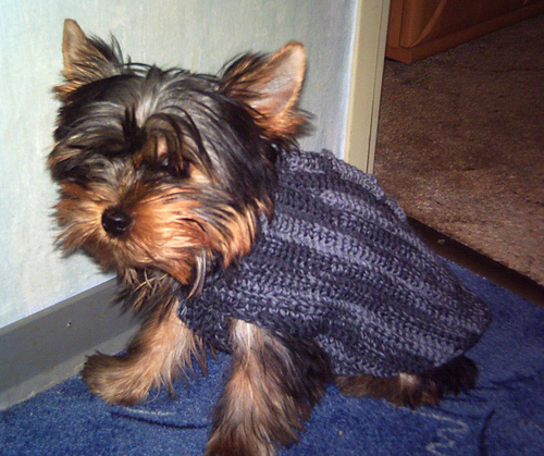 Nickyjacke