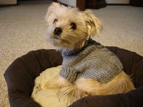 Single Cable Small Dog Sweater photo 1