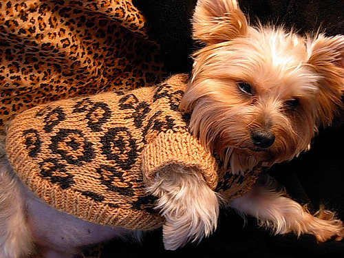 Sexy Beast Dog Sweater