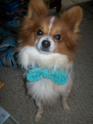knitted dog bow tie pattern