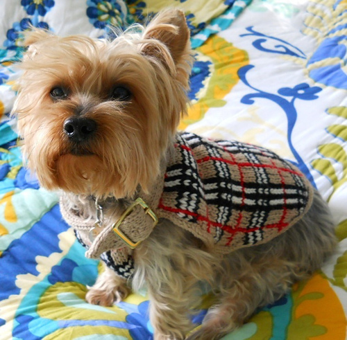Barkberry Dog Sweater