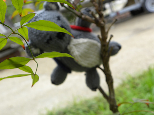 Katie Koala