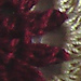 Bangle Motif photo 4