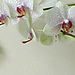 Pretty Peggy Garland pattern