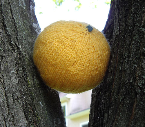 Grapefruit photo 3