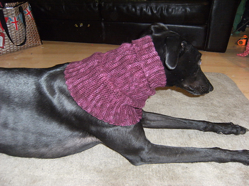 greyhound snood