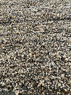 close-up of the neutral green version