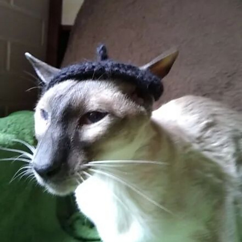 Beret pour chats photo 3