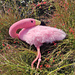 Flamingo Alan pattern 
