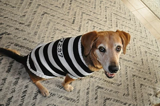 Charli the naughty prison dog
