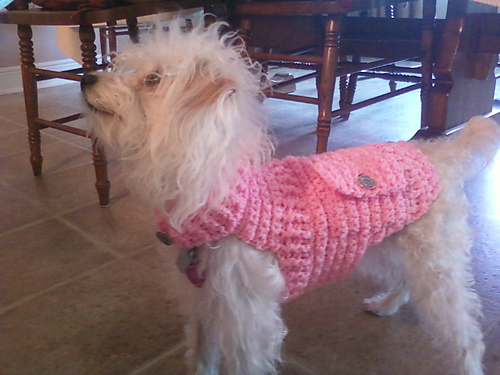 Dapper Doggie Sweater photo 3