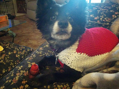 The Poet Dog Sweater photo 2