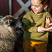 The Child Winter Lamb Sweater pattern
