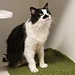 Gimme Shelter Cat Blankets pattern 