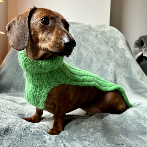Make It Green Dog Cowl photo 2