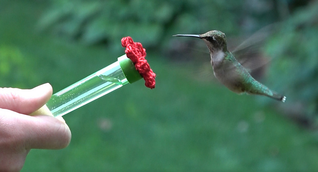 Handheld Hummingbird Feeder