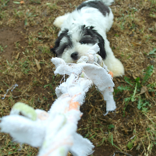 Ravelry: Pepper's Rag Rope pattern by Abigail Gonzalez