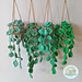 Hanging Pothos Baskets pattern