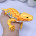 Fancy Bearded Dragon pattern 
