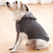 Hoodie Dog Coat pattern