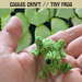 Tiny Frog pattern 