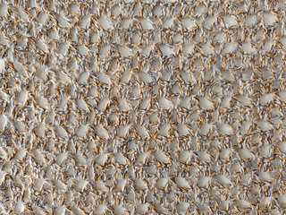 Detalle de textura