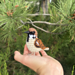 Eurasian Tree Sparrow Bird pattern