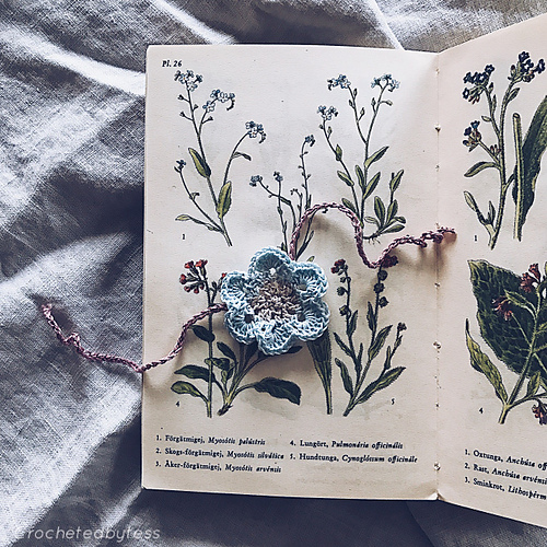 Forget-me-nots photo 4