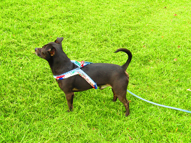 crochet step in dog harness pattern