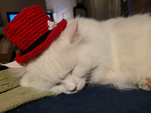 Top Hat Cat Hat photo 4
