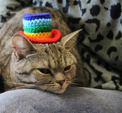 Top hat for cat and dog