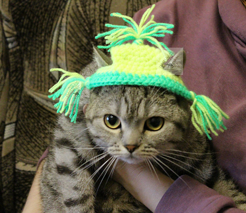 Flap Hat  for cat, dog