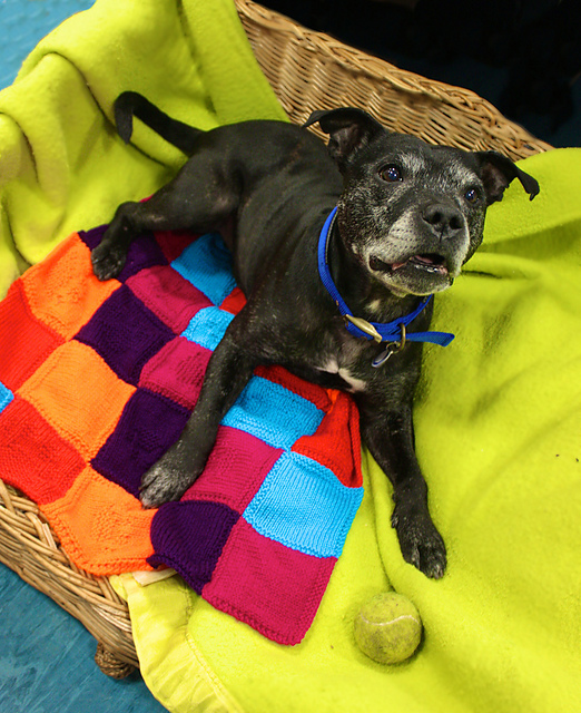 free paw print knitting pattern