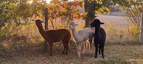 The alpacas greeting us every morning at Skolevej 14 ;-)