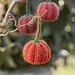 0-1662 Harvest Charm pattern 