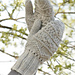 141-23b Veronica - Mittens pattern